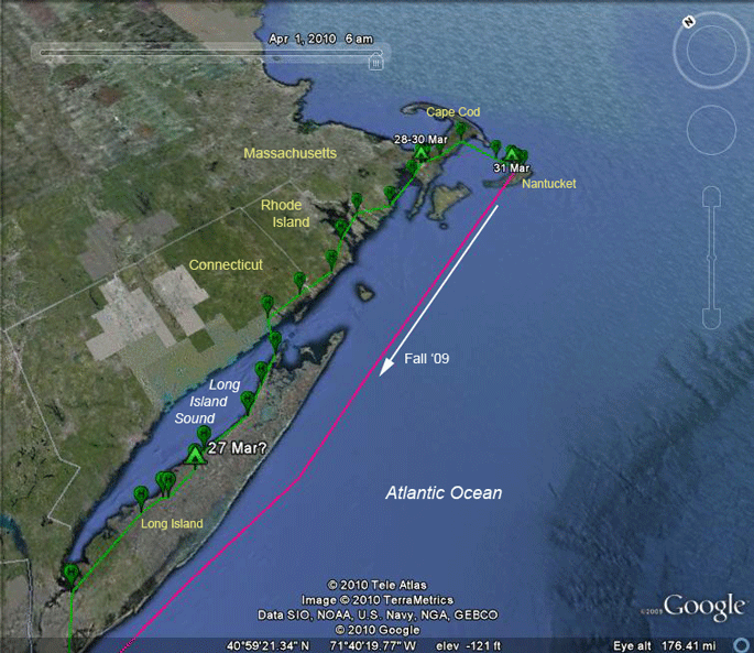 osprey migration tracking